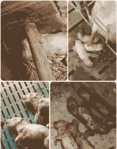 母猪产后死胎的标准