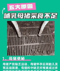 哺乳母猪产后不食