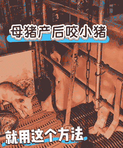 母猪产后怎样防应激