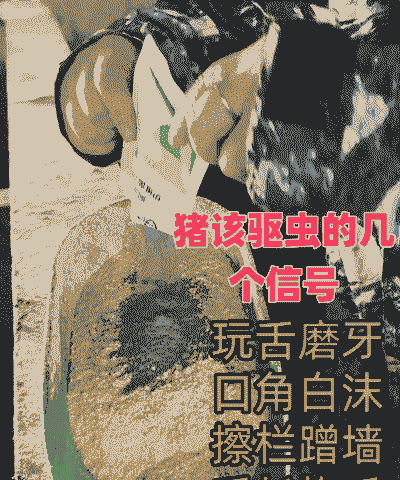 产后母猪可以驱虫