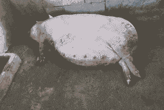 母猪产后背部出血