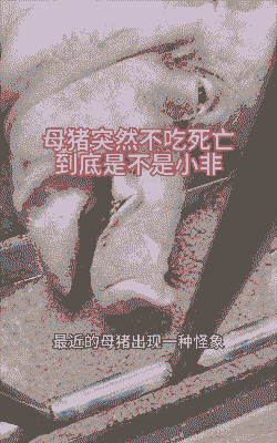 产后母猪不肯吃食