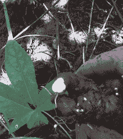 母猪产后喂中草药