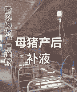 母猪产后输几天液