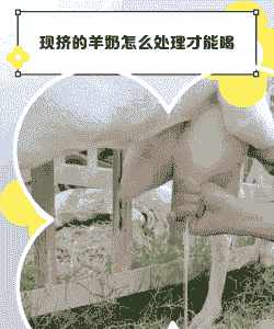 母猪产后喝羊奶好吗