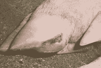 母猪产后肢蹄软弱