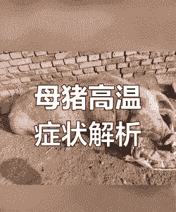 母猪产后发高烧不退