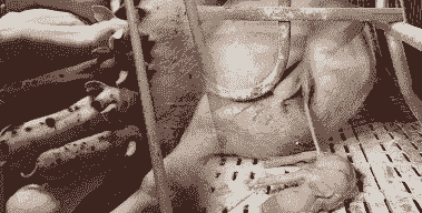 母猪生产后不下胎衣