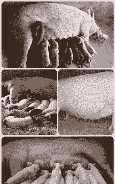 母猪产后多久做猪瘟