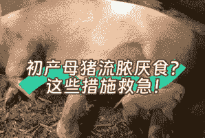 母猪产后流脓的时间