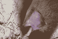 母猪产后耳朵发紫肿大