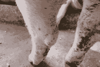 母猪产后的后脚疼痛