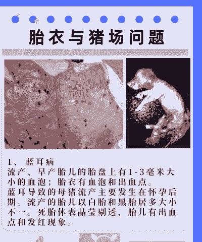 母猪产后下几个胎衣