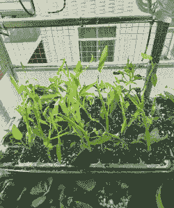 养花种菜小分队