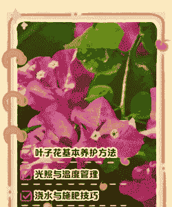 叶子你在养花吗