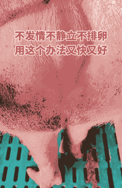 母猪产后流粉色粘液