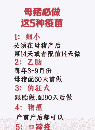 母猪产后做什么预防