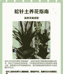 松针养花要咋处理 松针养花要咋处理