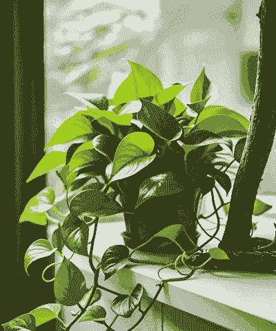 养花绿萝最好养