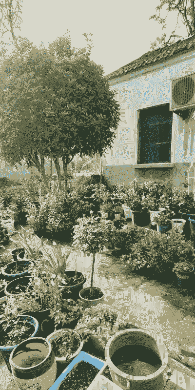 农村小院低成本养花