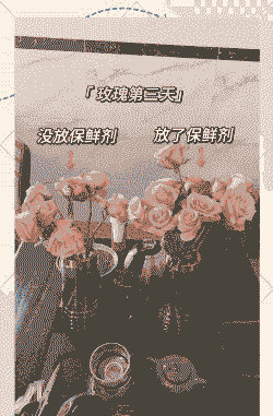 保鲜剂养花教程