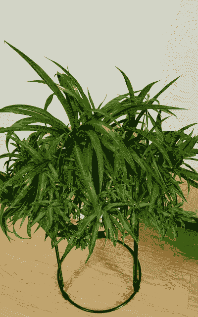 盆栽绿植养花人