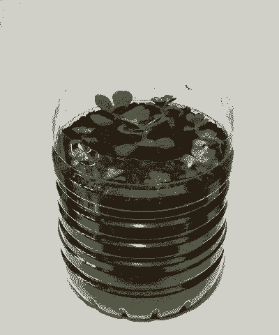 瓶子里能养花吗