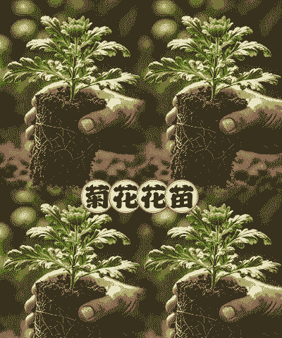 育苗盆可以养花吗