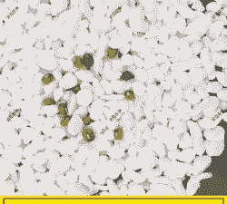 白石子能养花吗