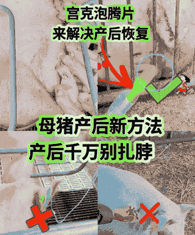 母猪流产后怎样饲养