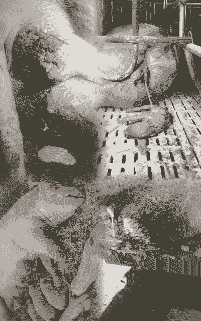 母猪产后喂白糖好吗