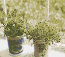 阳台酸奶盒子养花好吗