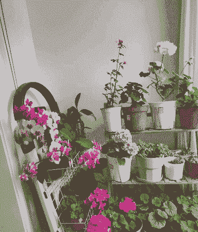 情与花阳台养花