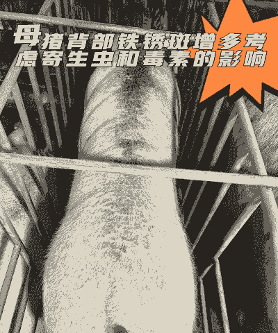 母猪生产后后背发黑