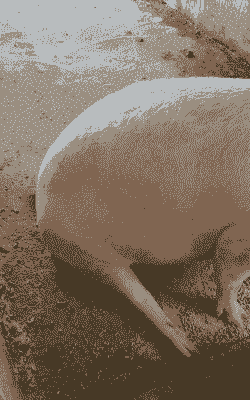 母猪产后后腿站不稳