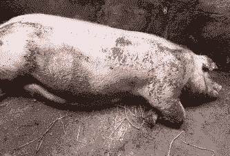 母猪产后没有力气