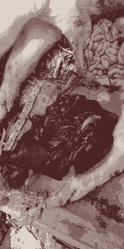 母猪产后黑血流出