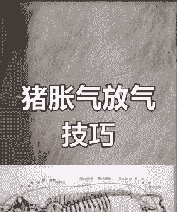 母猪产后胀气怎么排气