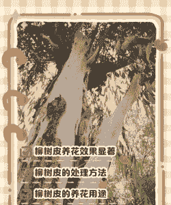 树皮养花怎么处理好