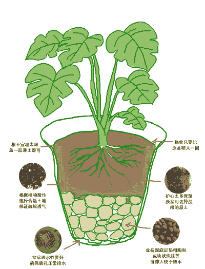 怎样给家族养花土