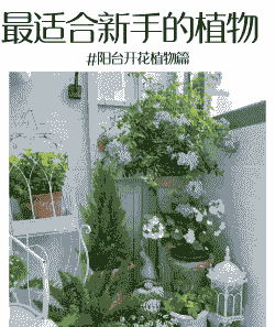 养花选什么朝向房子