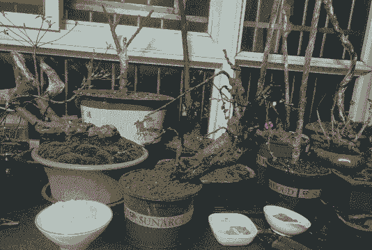 养花人舍不得穿 养花人舍不得穿