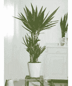 室内没有阳光能养花