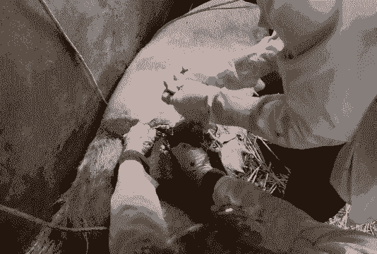 产后母猪前蹄刨地