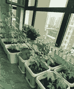 领导家中养花种菜