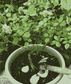 什么壳可以浇花养花