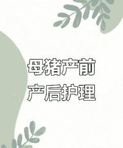 母猪产后护理相关工作