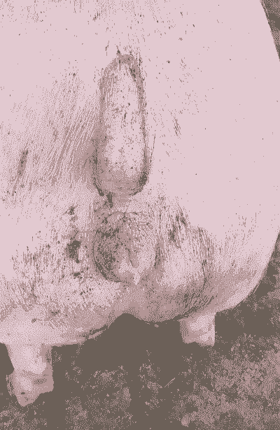 母猪产后不食腿痛