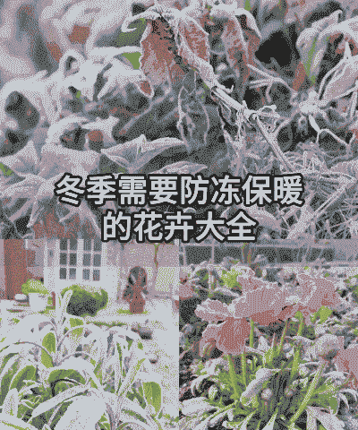 北方冬季养花保温方法