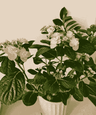 最近我爱上养花了